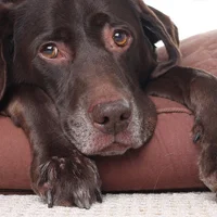 Is your pet a good candidate for laser therapy? If your pet suffers from arthritis, your pet may be a good candidate for laser therapy. Symptoms of arthritis include limping, or a general “slowing down” in movement; your pet may be unable to jump as high, run as far, or move as quickly. Over time, movement will appear labored. However, if your pet also has cancer, your veterinarian may not recommend treatment. Laser therapy can increase the flow of blood to cancer cells, which may promote their growth. Ask your veterinarian about your pet’s arthritis treatment options.