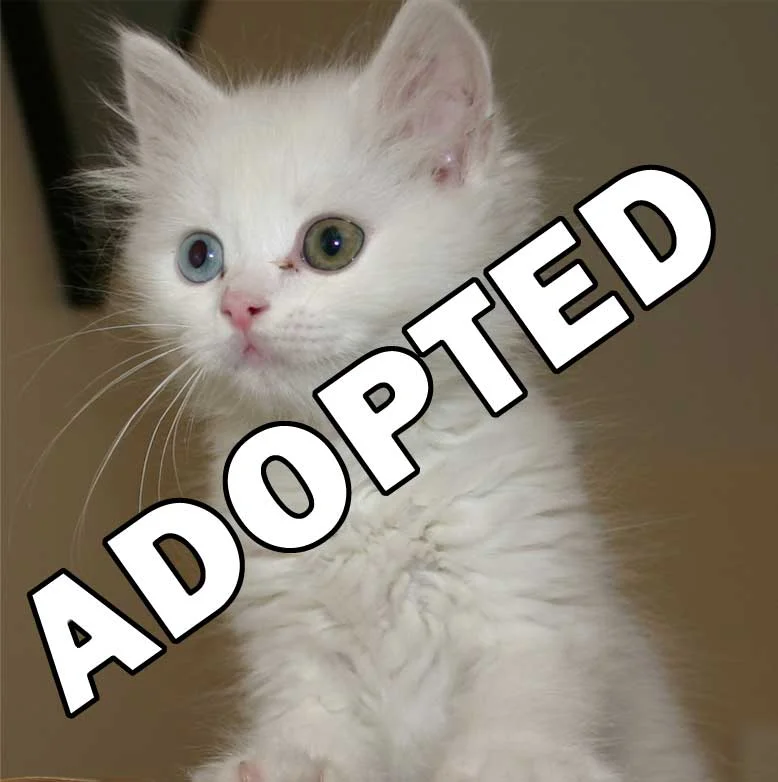 kitten.jpg