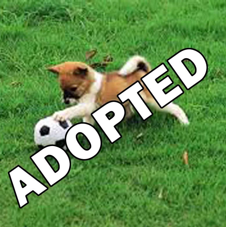 pup.jpg