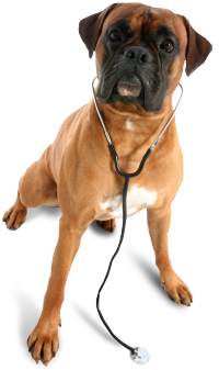 veterinarian_dog.png