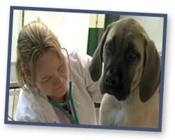 Dr. Kelly Pinkston Help for Animals Clinic One Humane Way PO Box 250 Barboursville, WV 25504 304-736-8555