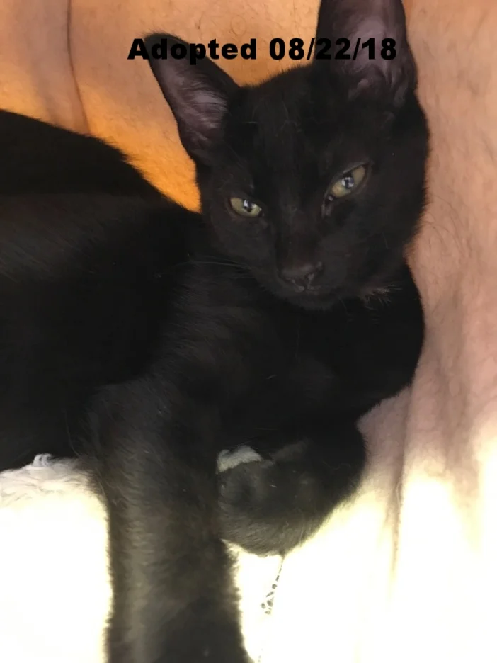 Cookie - Adopted 8/22/18