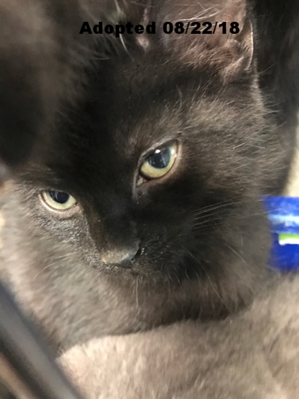 Flapjack - Adopted 8/22/18