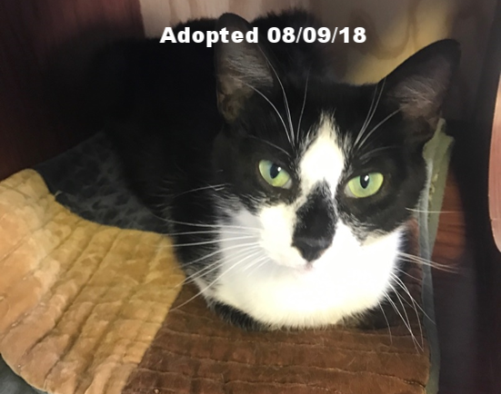Kro - Adopted 8/9/18