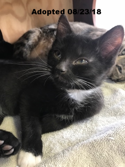 Sprout - Adopted 8/23/18