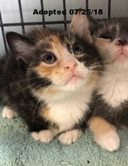 Azalea - Adopted 7/28/18