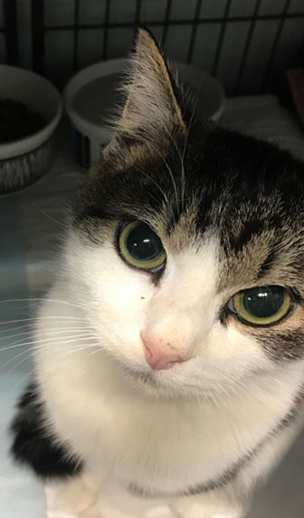 Cledus T. Judd - Adopted 2/12/18