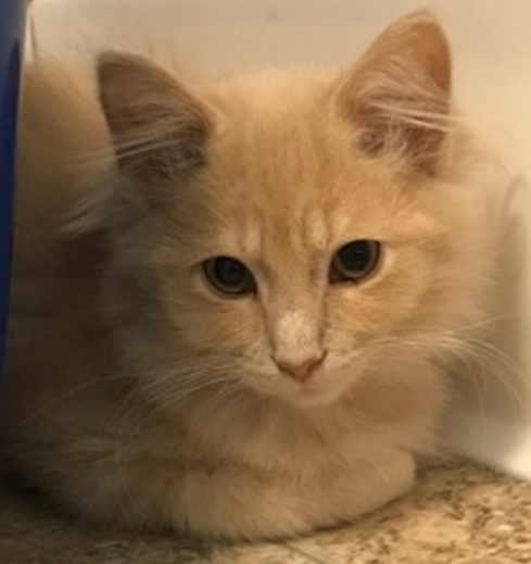 Cruz - Adopted 3/26/18