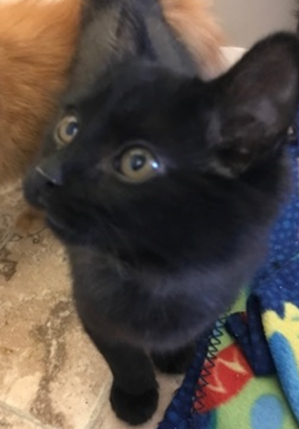 Doc Hudson - Adopted 3/23/18