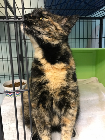 Honeysuckle - Adopted 5/3/18