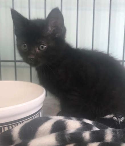 Kali - Adopted 7/23/18