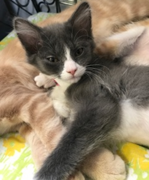 Lavender - Adopted 7/26/18