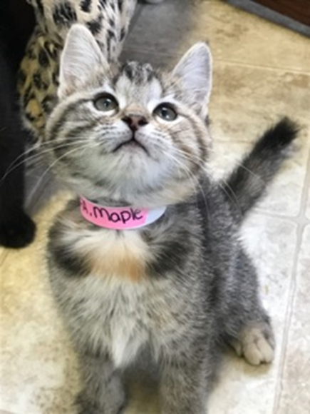Maple - Adopted 6/15/18