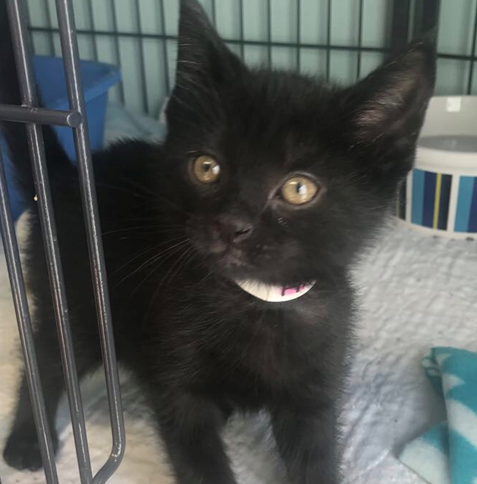 Morrigan - Adopted 5/12/18