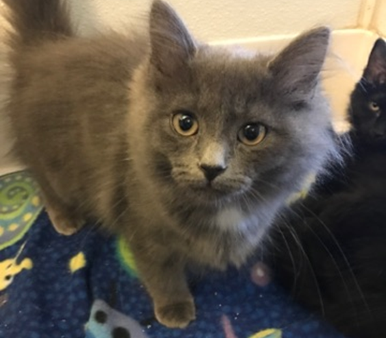 Natalie - Adopted 3/12/18