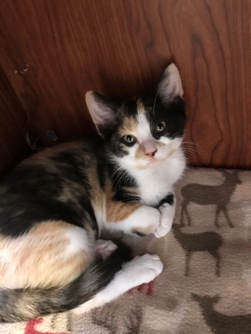 Pansy - Adopted 8/9/18