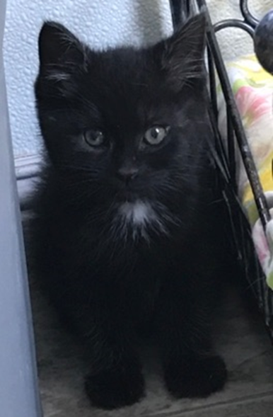 Phil - Adopted 7/10/18