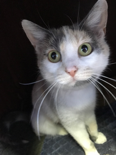 Tulip - Adopted 7/25/18