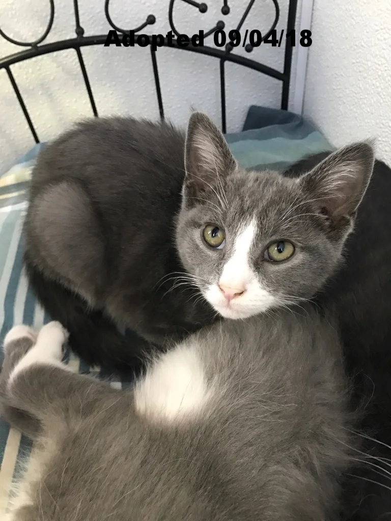 Fidget - Adopted 9/4/18