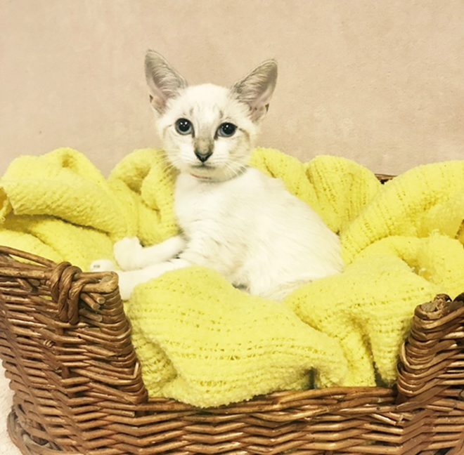 Pandora - Adopted 8/31/18