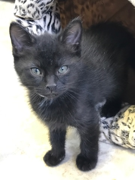 Vlad - Adopted 6/19/18
