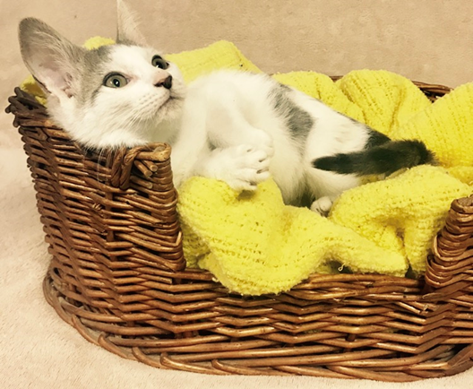 Augustus - Adopted 9/24/18