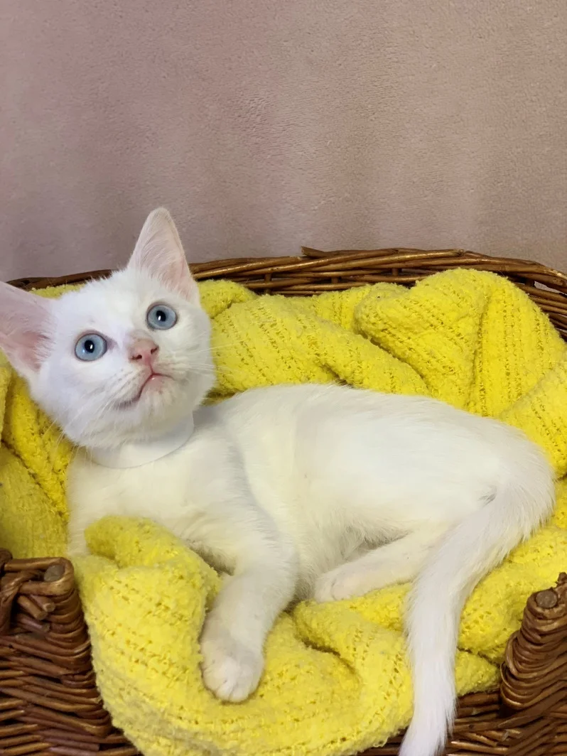 Boo - Adopted 11/5/18
