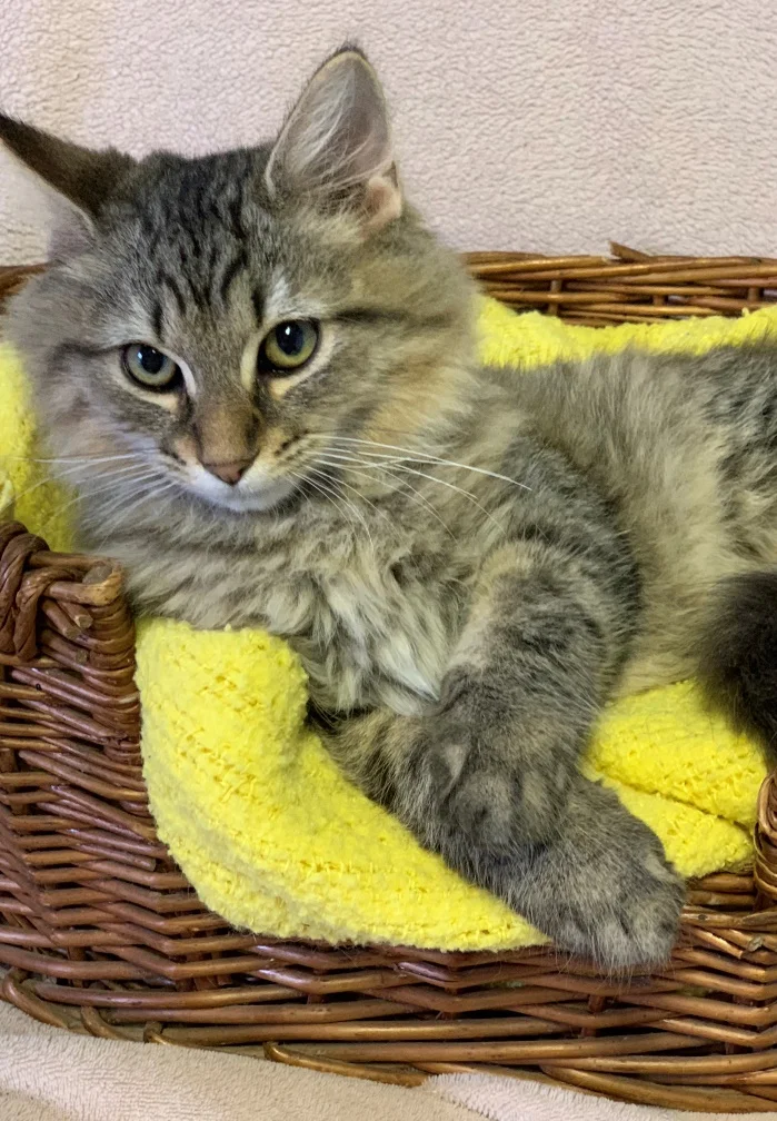 Doodle - Adopted 11/20/18