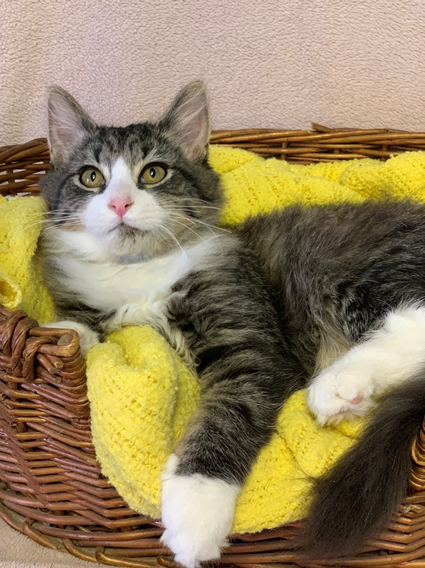 Macaroni - Adopted 11/13/18