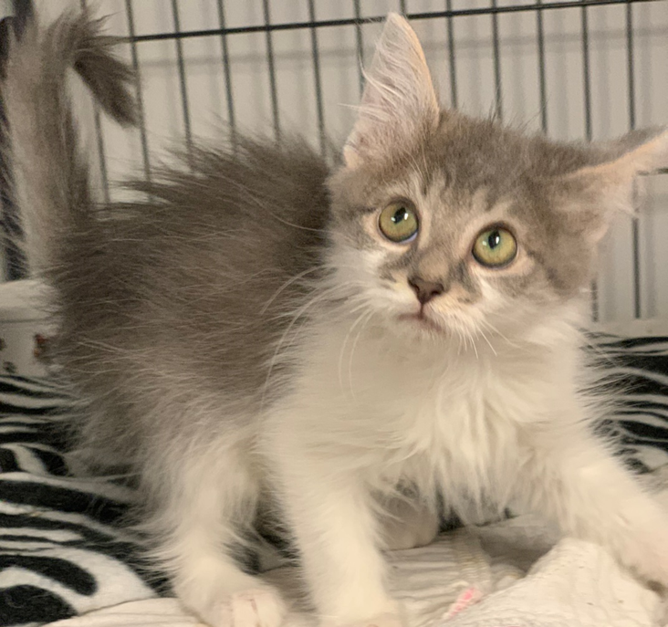 Hocus - Adopted 12/8/18