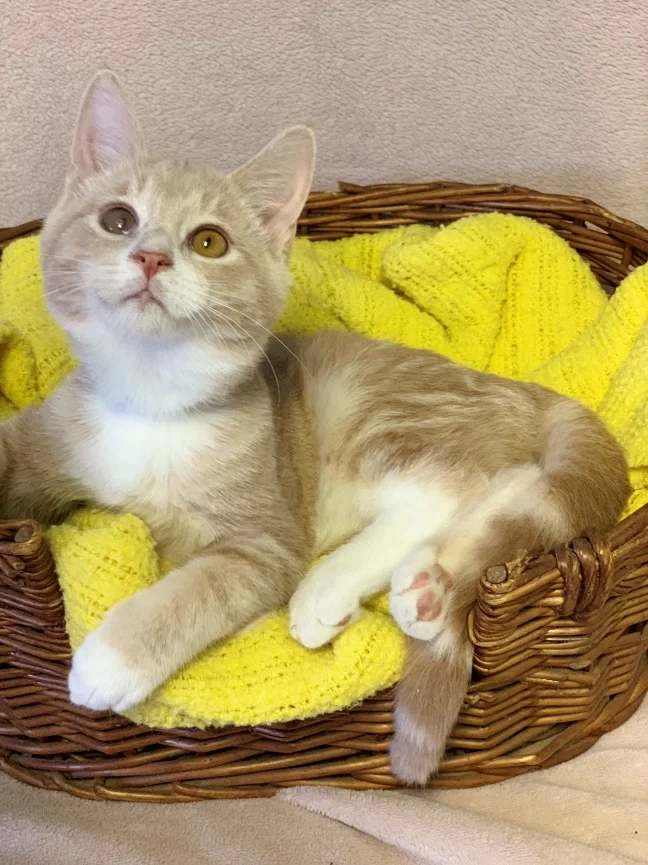 Yankee - Adopted 10/26/18