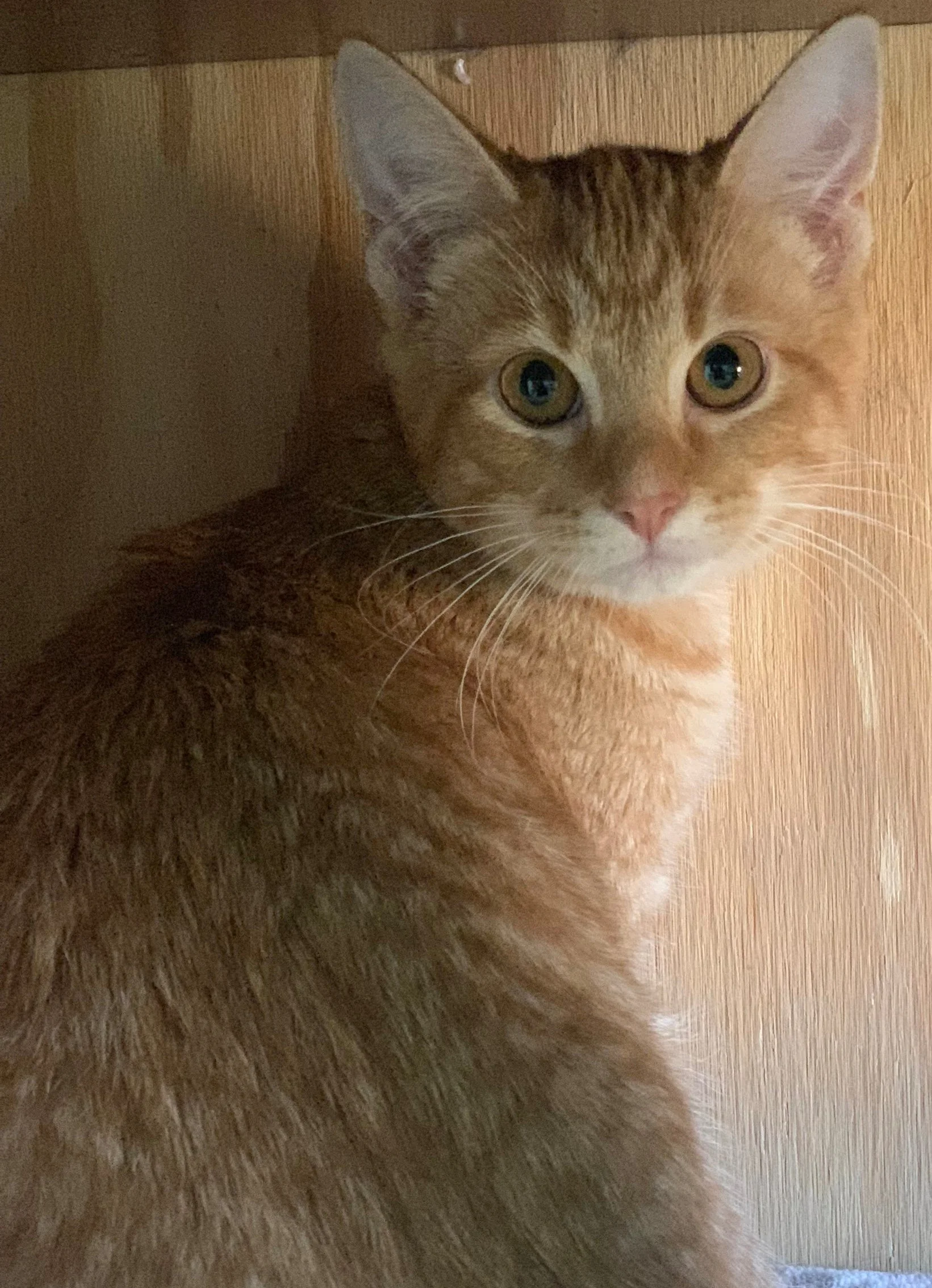 Tickles - Adopted 12/19/18