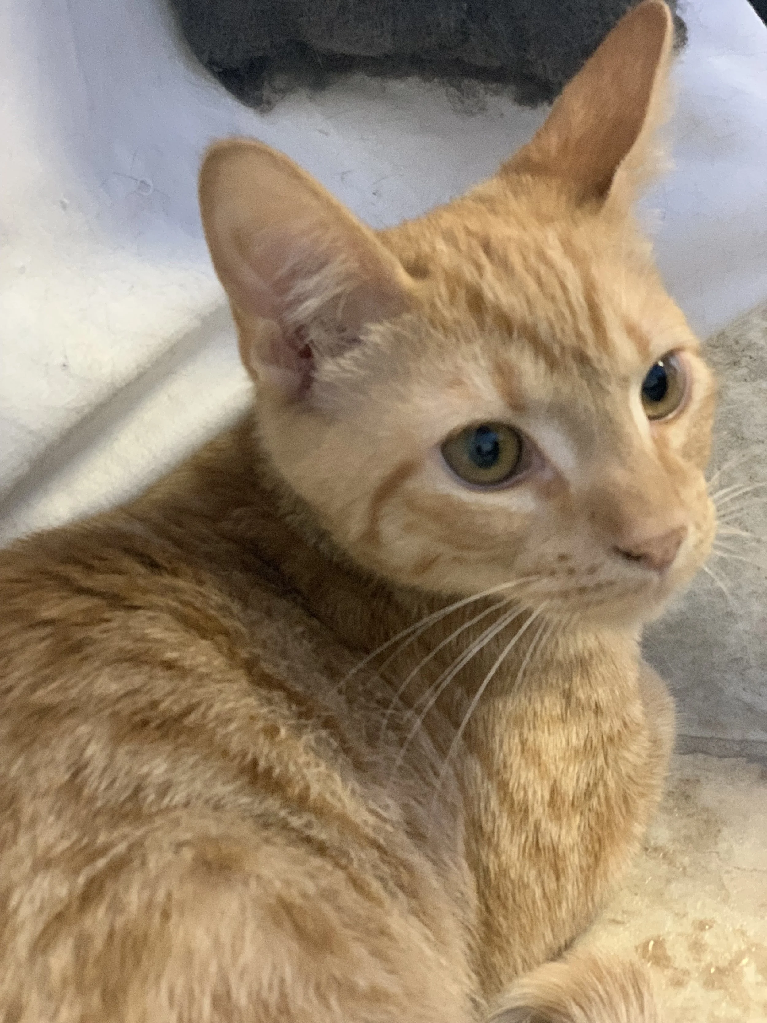 Pickles - Adopted 1/17/19!