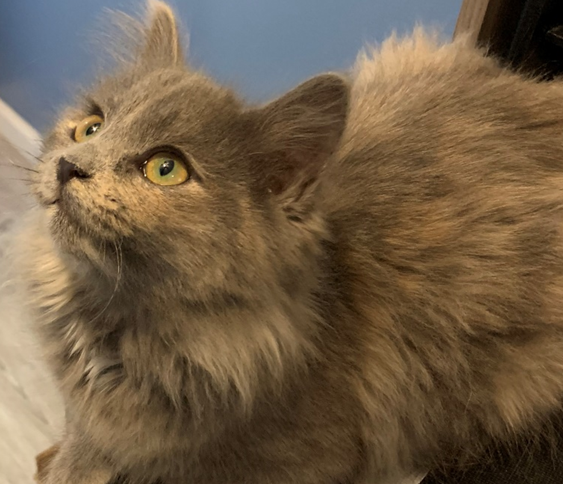 Clementine - Adopted 1/28/19!