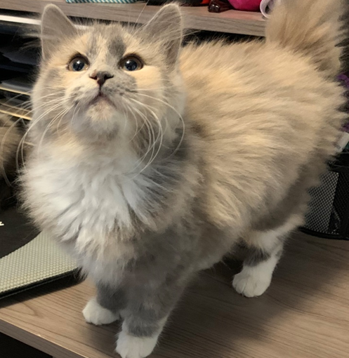 Peaches - Adopted 1/16/19!