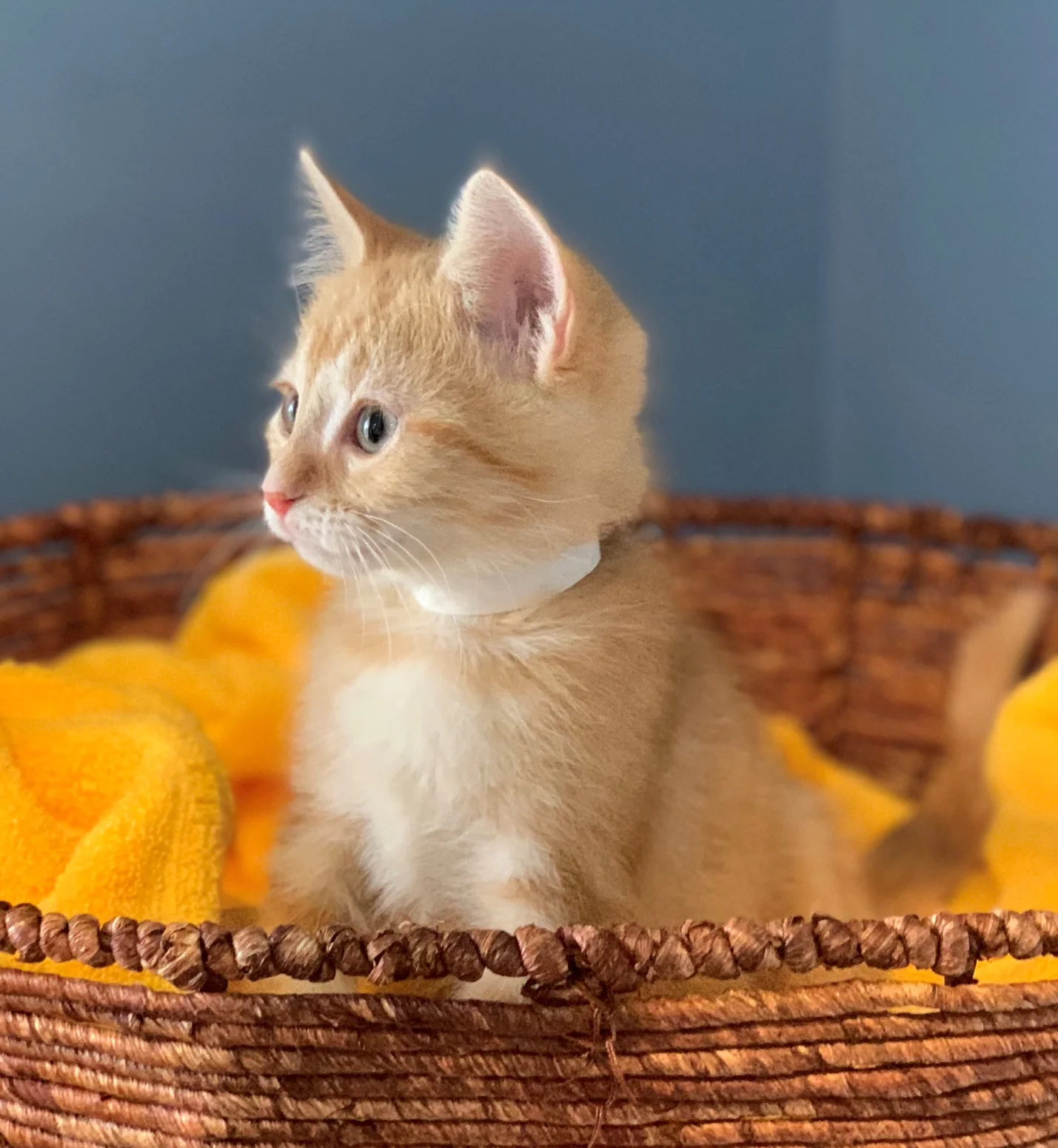 Nemo - Adopted 2/7/19!