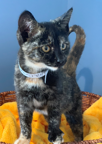 Ginger - Adopted 2/11/19!