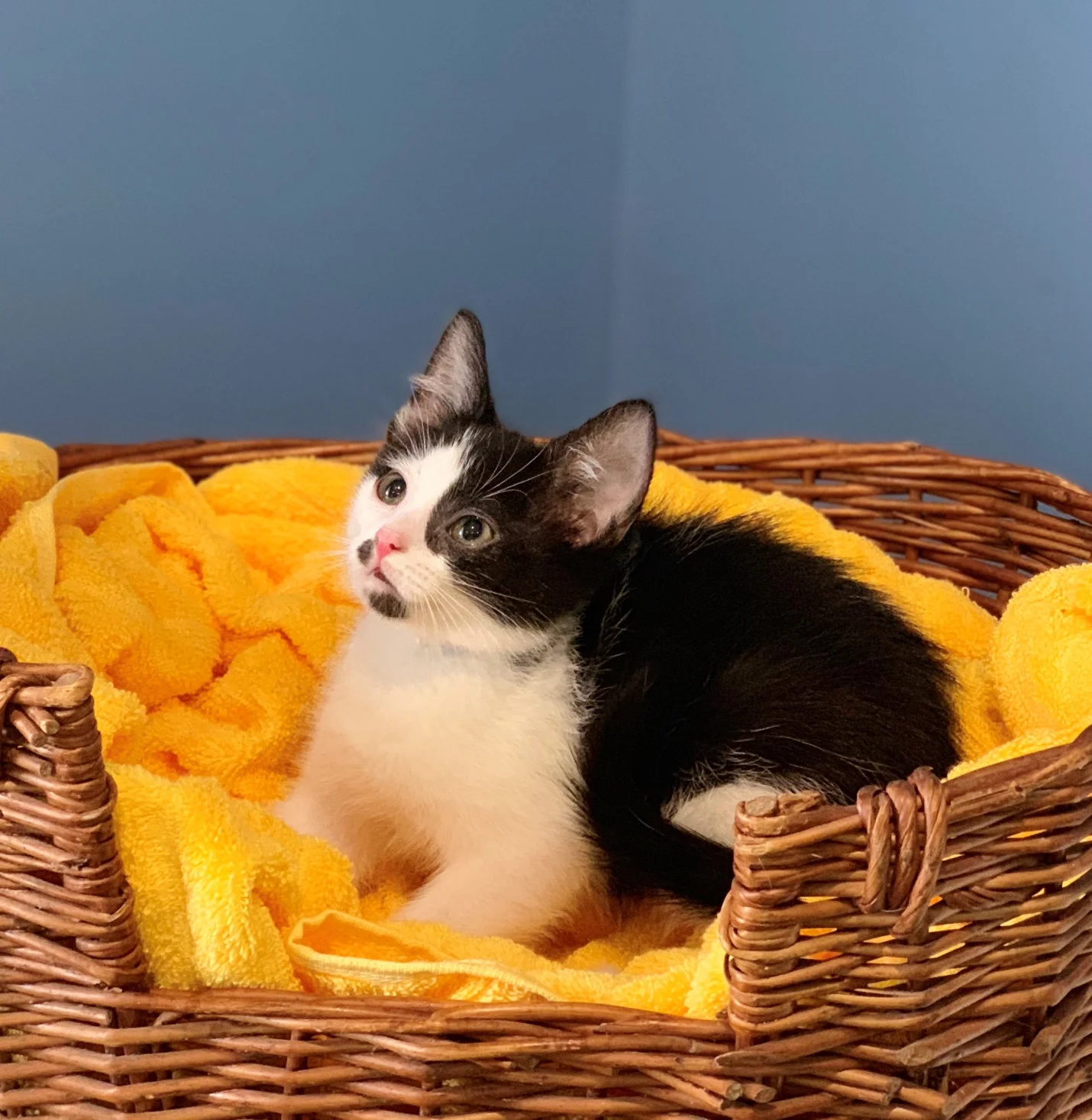 Blot - Adopted 2/27/19!
