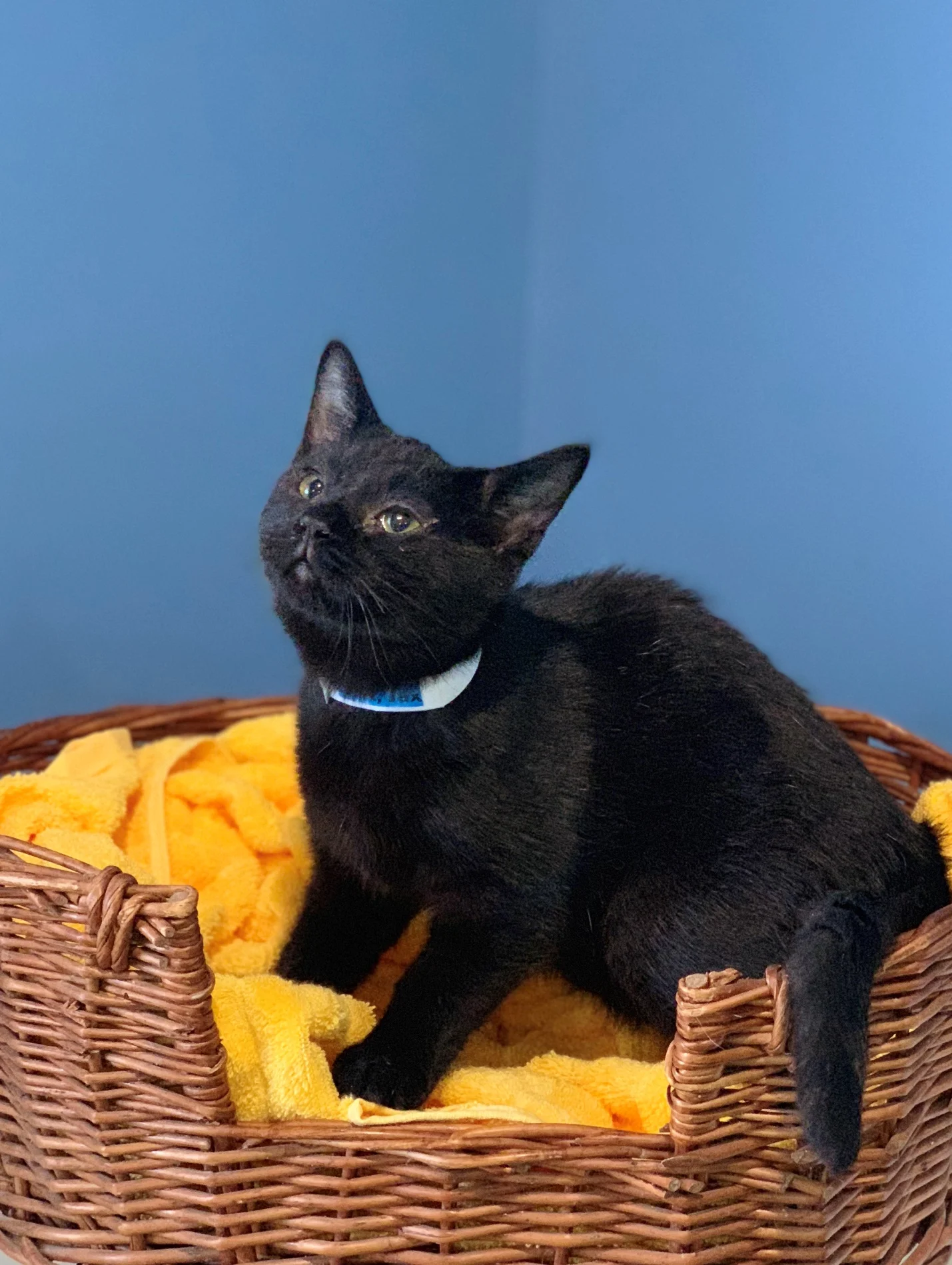 Jax - Adopted 3/1/19!