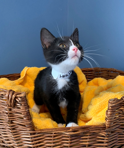 Donnie - Adopted 4/4/19!