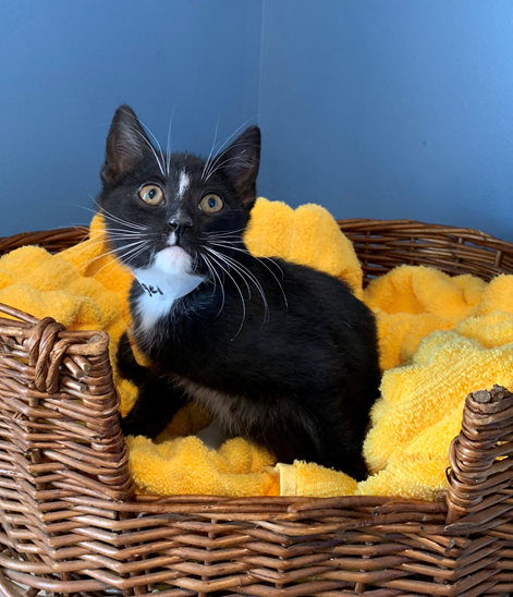 Nigel - Adopted 4/9/19!