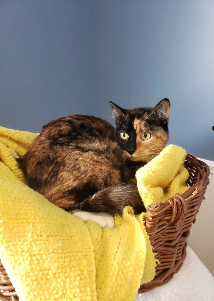 Bella