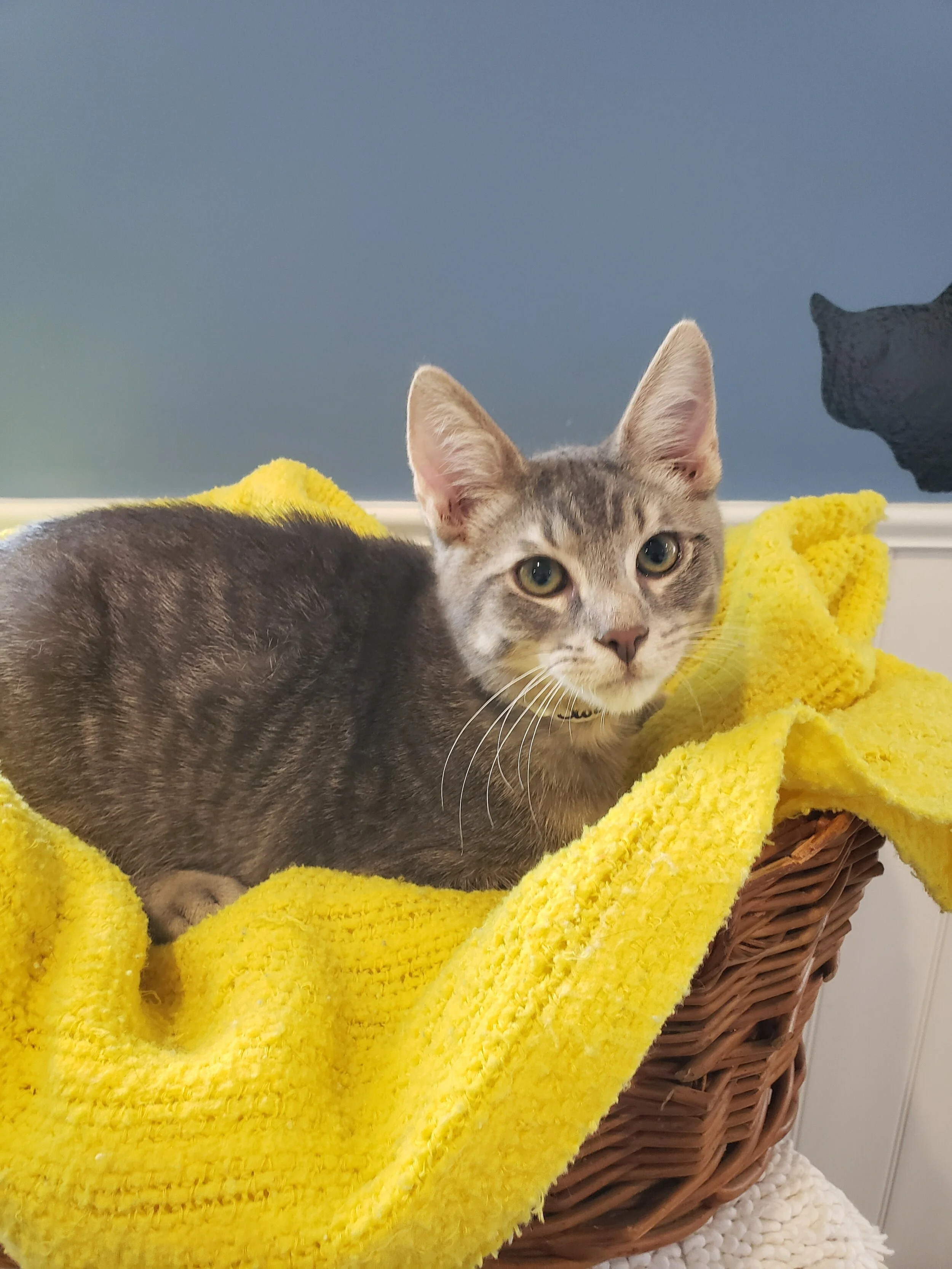 Adopted 9/11/19!!!
