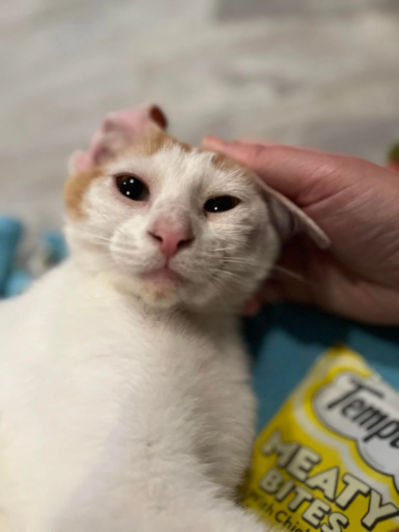 The Cats House Adoption Center — Help For Animals