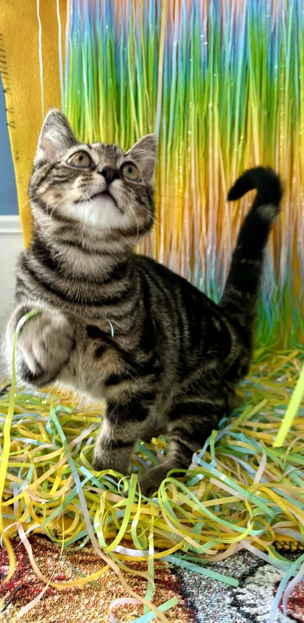 Bashful