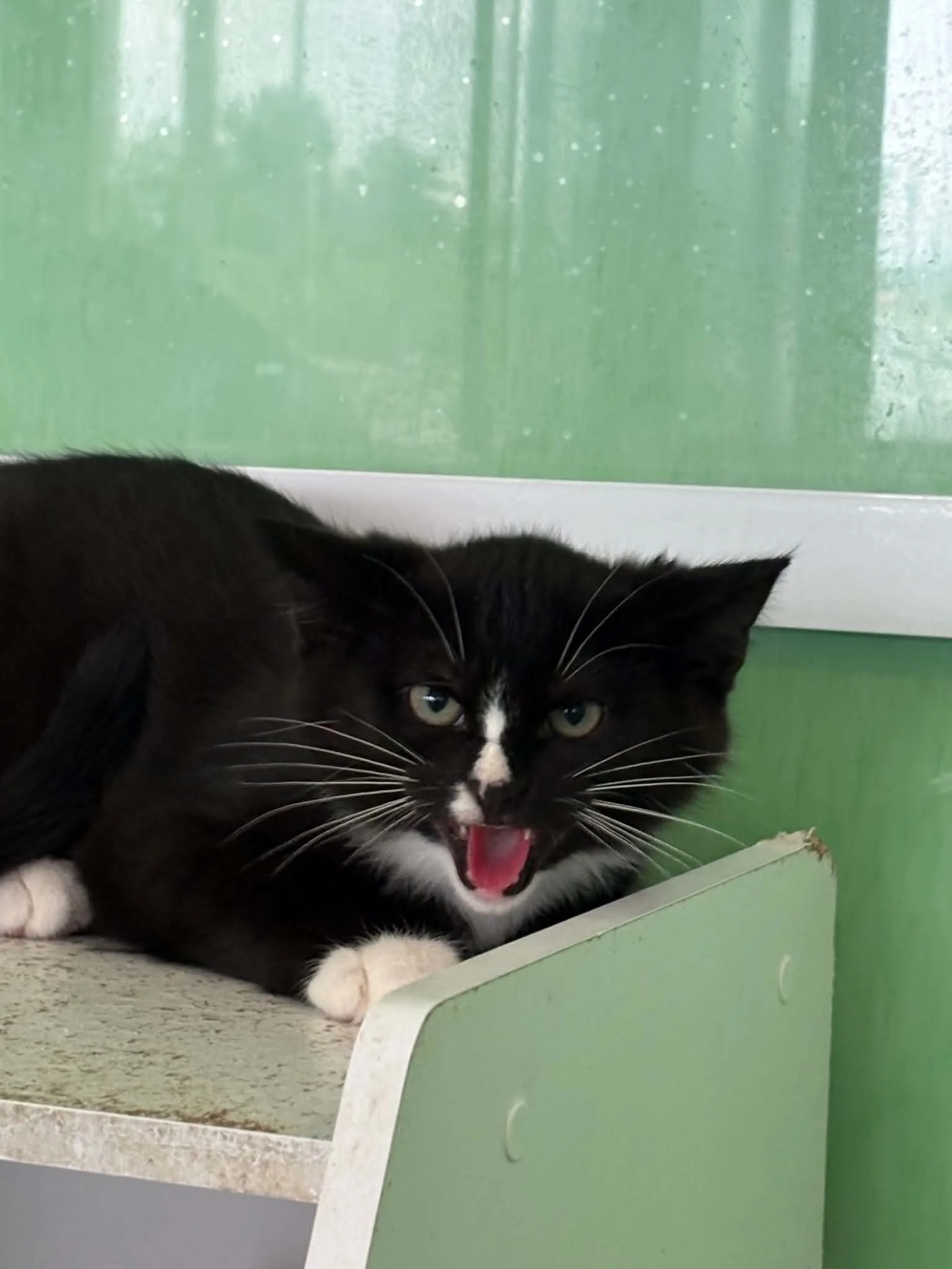 Sylvester