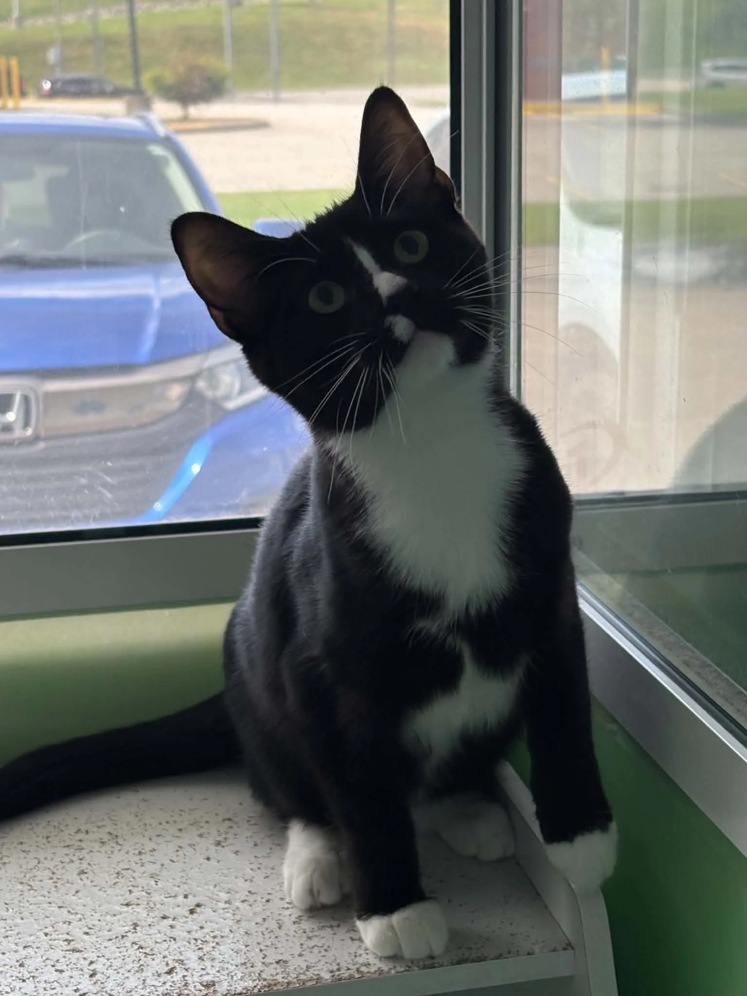 Sylvester