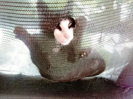 Borba