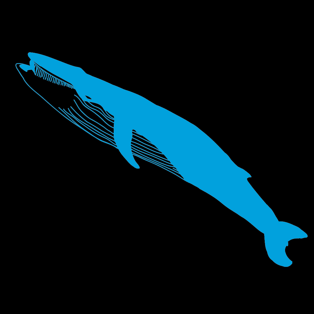 Blue-Whale.png