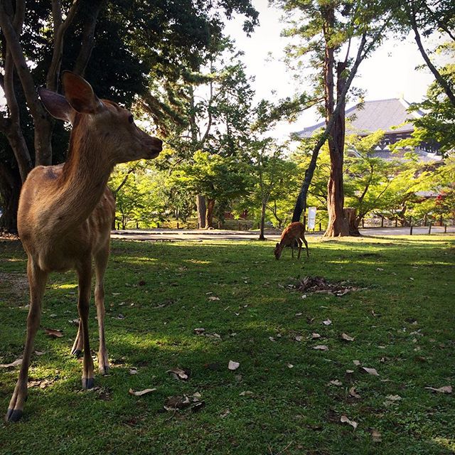 Bambi y yo contemplando 🏯 #nara #kofuku-ji #nadmasmequiereporqueloalimento
